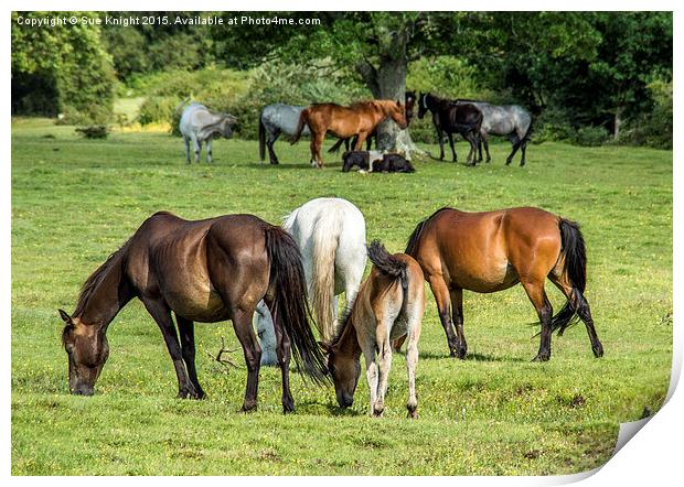  The gathering Print by Sue Knight