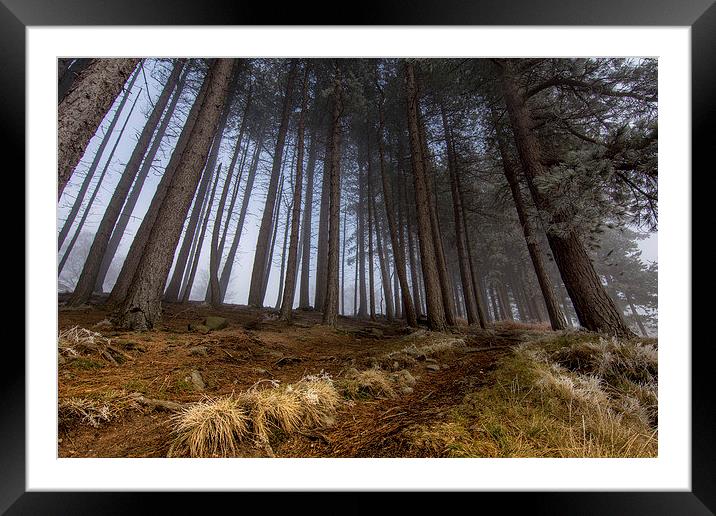  Mist in the woods Framed Mounted Print by David Schofield