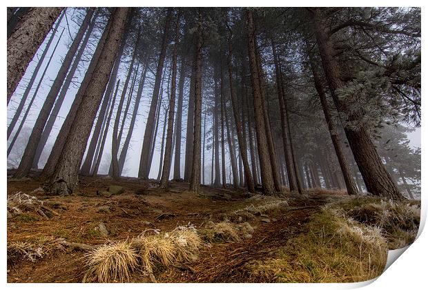  Mist in the woods Print by David Schofield