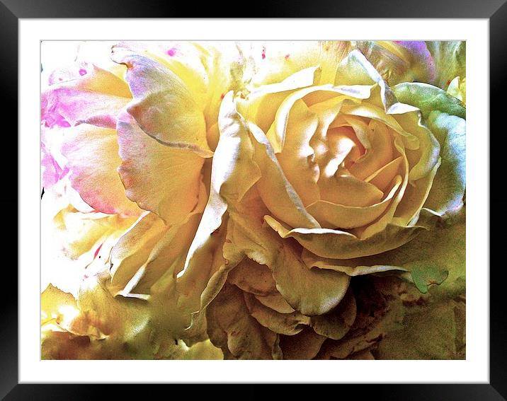  Rose Petals  Framed Mounted Print by Sue Bottomley