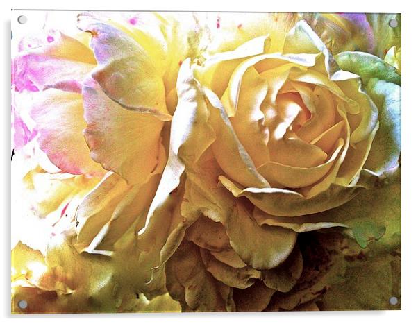  Rose Petals  Acrylic by Sue Bottomley