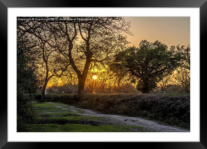 An evening walk at Roughdown Framed Mounted Print by Sue Knight