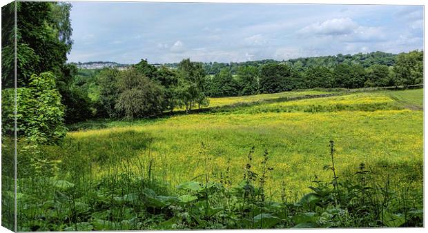  Buttercup Meadows Canvas Print by Colin Metcalf