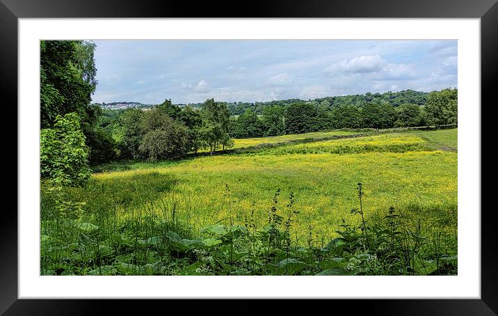  Buttercup Meadows Framed Mounted Print by Colin Metcalf