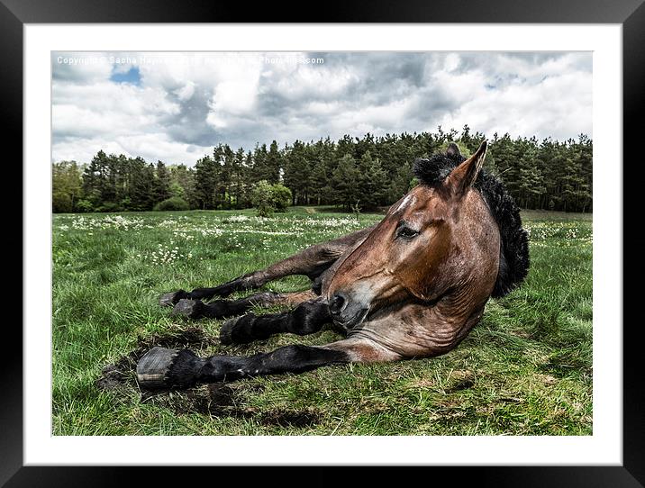  War Horse Framed Mounted Print by Sacha Hayward