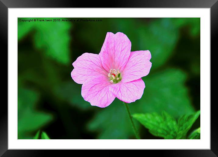 Pink veined Geranium Framed Mounted Print by Frank Irwin