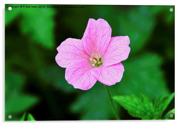  Pink veined Geranium Acrylic by Frank Irwin