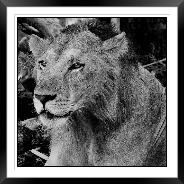  Lion portrait 1 Framed Mounted Print by Christopher Brewell