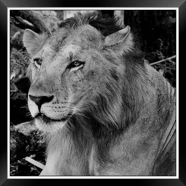  Lion portrait 1 Framed Print by Christopher Brewell