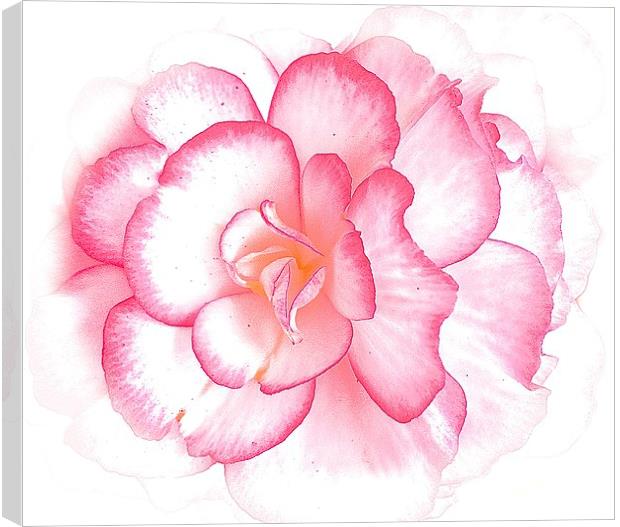  Pink bold flower Canvas Print by Sue Bottomley