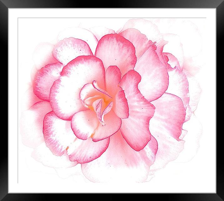  Pink bold flower Framed Mounted Print by Sue Bottomley
