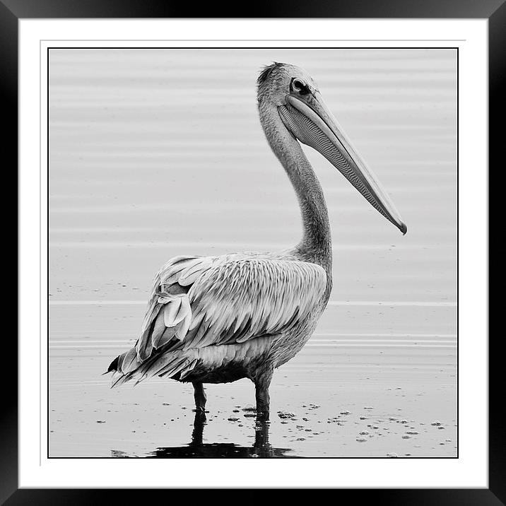  Pelican Framed Mounted Print by Christopher Brewell