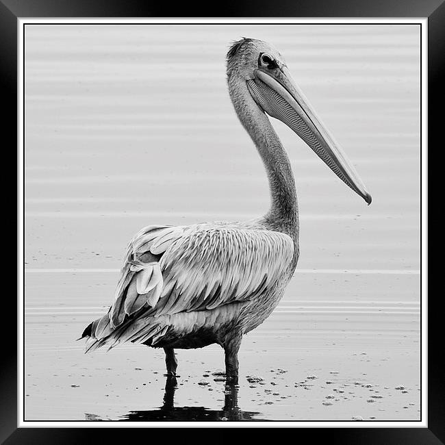  Pelican Framed Print by Christopher Brewell