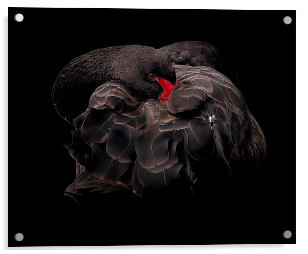 Black Swan Acrylic by Victor Burnside
