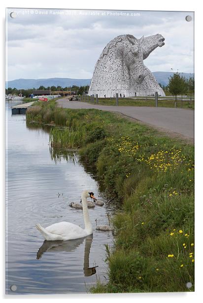  the Kelpies in Helix Park , Scotland   Acrylic by Photogold Prints