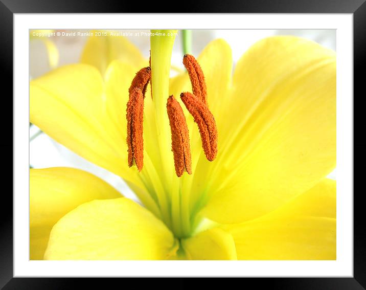  Asiatic lily Framed Mounted Print by Photogold Prints