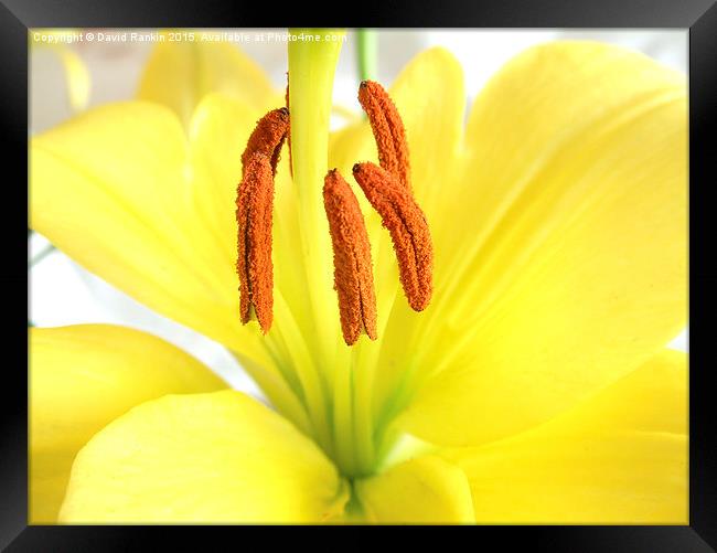  Asiatic lily Framed Print by Photogold Prints