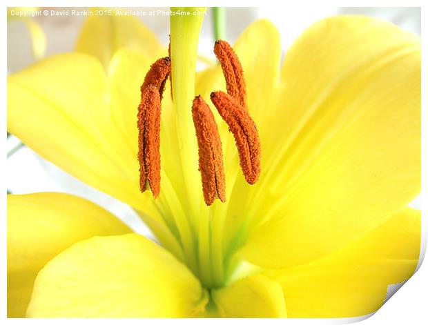  Asiatic lily Print by Photogold Prints