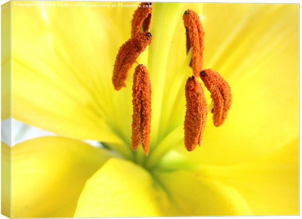 yellow  Asiatic lily Canvas Print by Photogold Prints