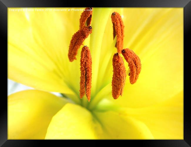  yellow  Asiatic lily Framed Print by Photogold Prints