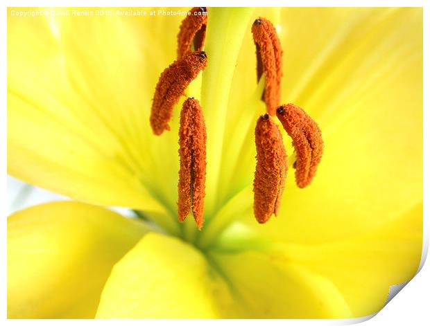  yellow  Asiatic lily Print by Photogold Prints