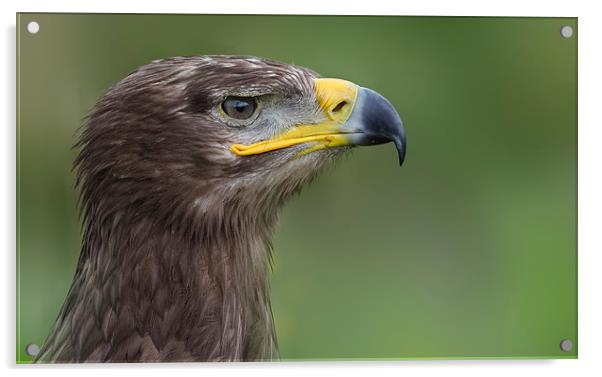  Steppe Eagle Acrylic by John Boyle
