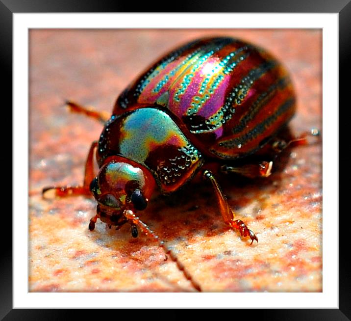  little beetle Framed Mounted Print by sue davies