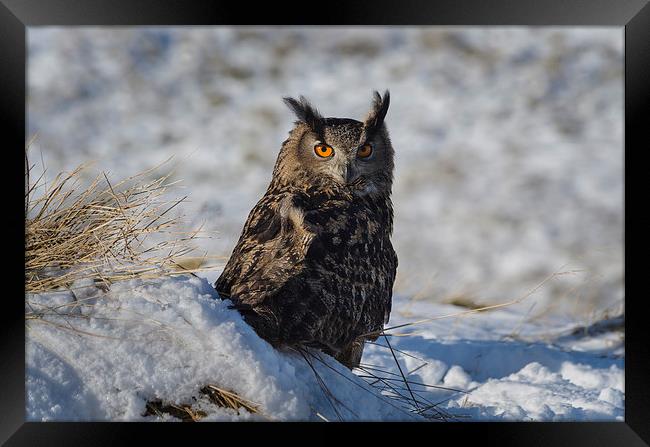  Owl in snow Framed Print by John Boyle