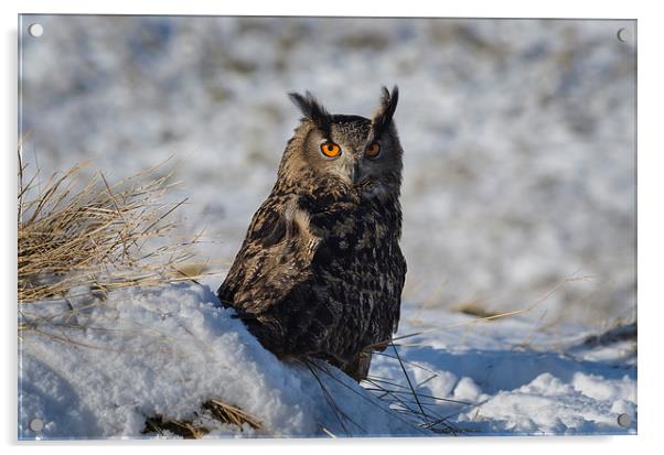  Owl in snow Acrylic by John Boyle