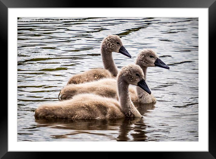  Cygnets Framed Mounted Print by Sue Knight