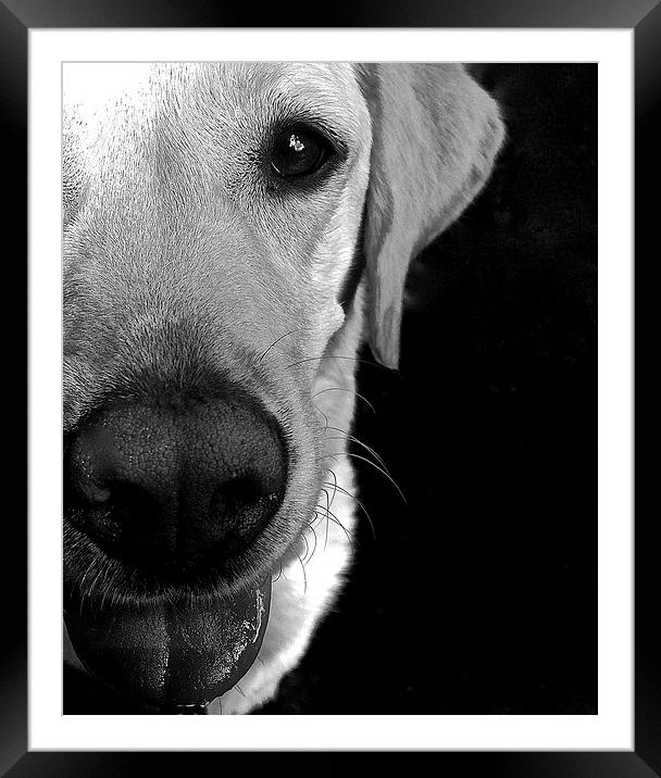  Labrador true love Framed Mounted Print by Sue Bottomley