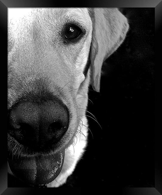  Labrador true love Framed Print by Sue Bottomley