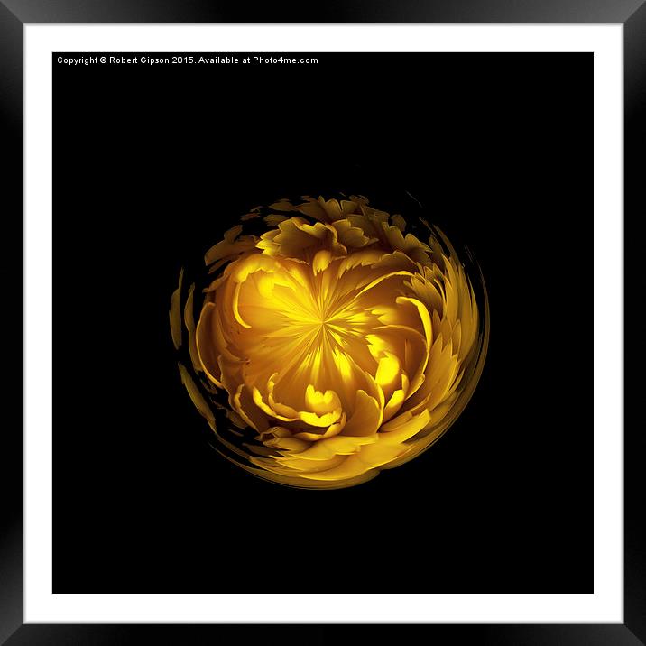  Yellow flower orb on black Framed Mounted Print by Robert Gipson