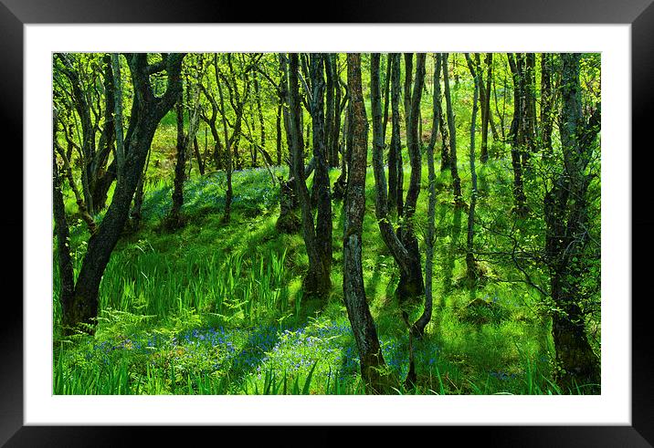 Bluebell woods at Pirnmill, Isle of Arran Framed Mounted Print by David Ross