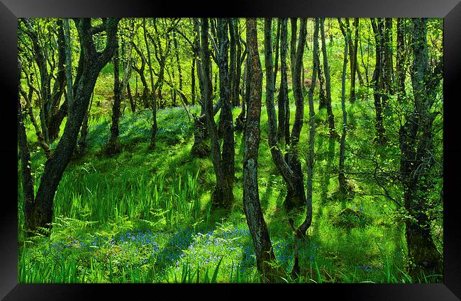 Bluebell woods at Pirnmill, Isle of Arran Framed Print by David Ross