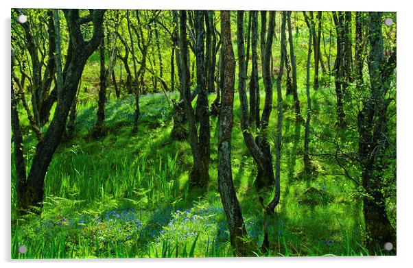 Bluebell woods at Pirnmill, Isle of Arran Acrylic by David Ross