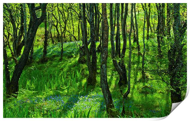 Bluebell woods at Pirnmill, Isle of Arran Print by David Ross