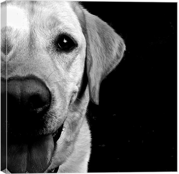 Labrador Dog loving eye's  Canvas Print by Sue Bottomley