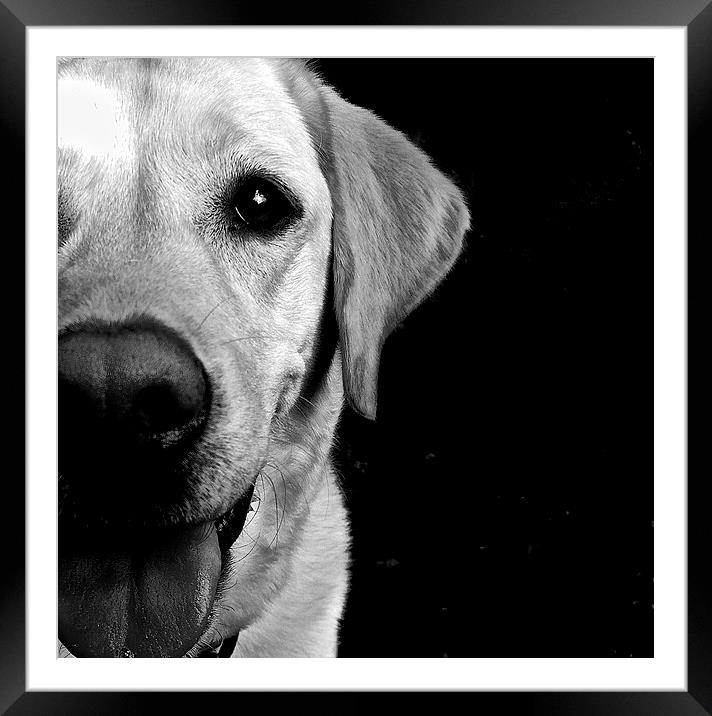 Labrador Dog loving eye's  Framed Mounted Print by Sue Bottomley