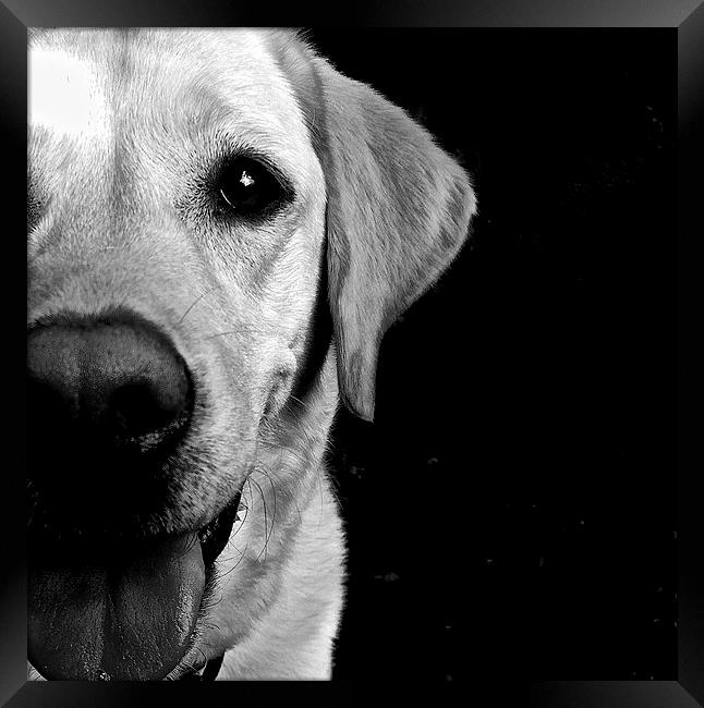 Labrador Dog loving eye's  Framed Print by Sue Bottomley