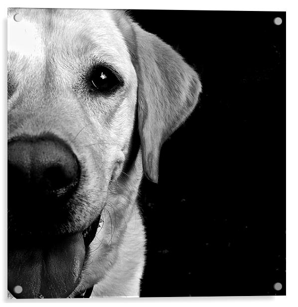 Labrador Dog loving eye's  Acrylic by Sue Bottomley