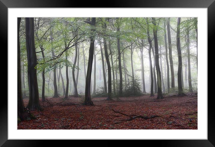  Summer Morning Woods Framed Mounted Print by Ceri Jones