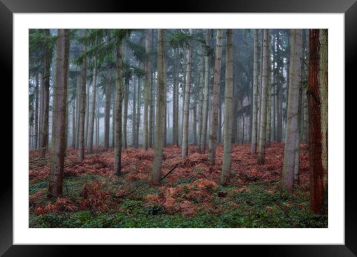  Autumn Pine Woods Framed Mounted Print by Ceri Jones