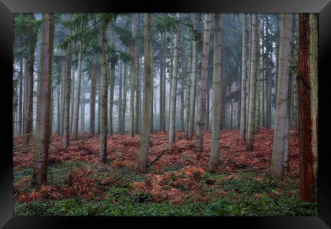  Autumn Pine Woods Framed Print by Ceri Jones