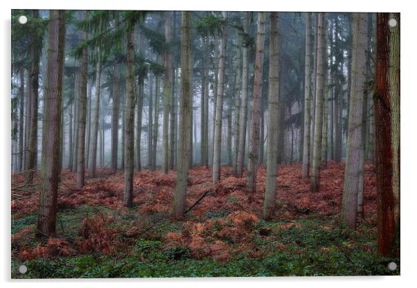  Autumn Pine Woods Acrylic by Ceri Jones