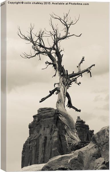  Walking Tree Canvas Print by colin chalkley