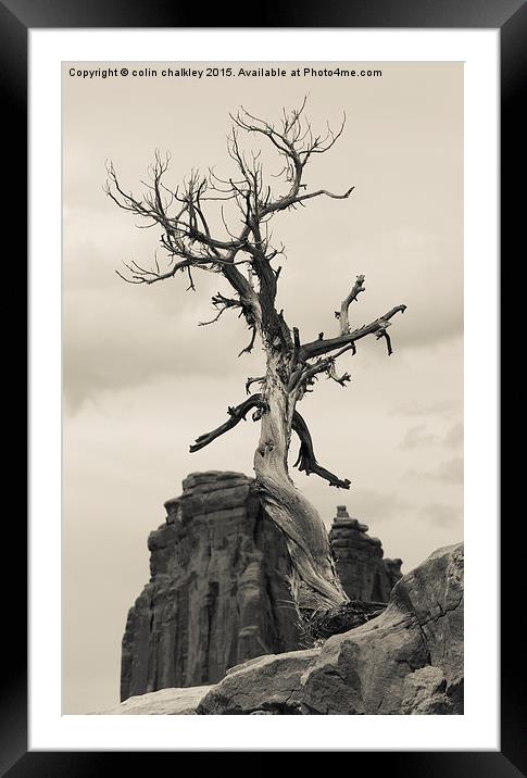  Walking Tree Framed Mounted Print by colin chalkley