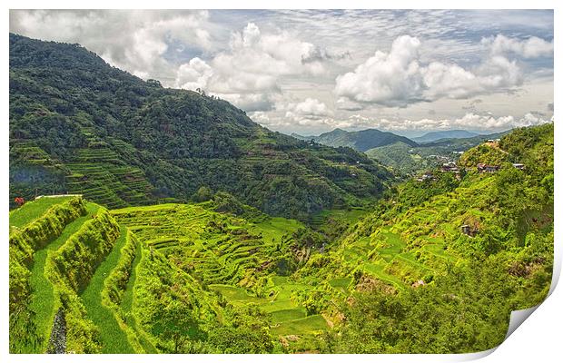  Banaue Rice Terraces Print by Clive Eariss