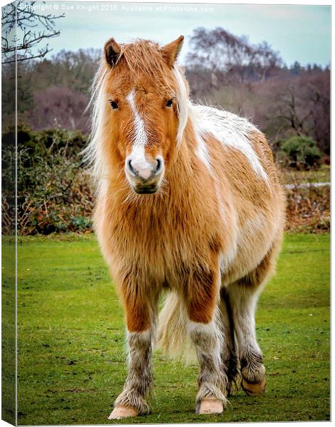  New Forest Pony Canvas Print by Sue Knight