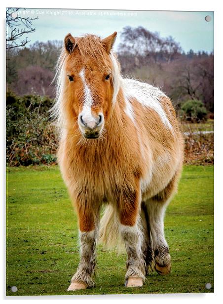  New Forest Pony Acrylic by Sue Knight